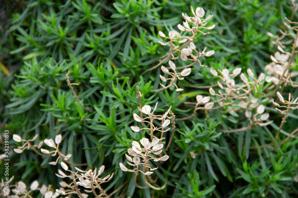 natural background of the leaves of the Euphorbia plant natural background of the leaves of the Euphorbia plant