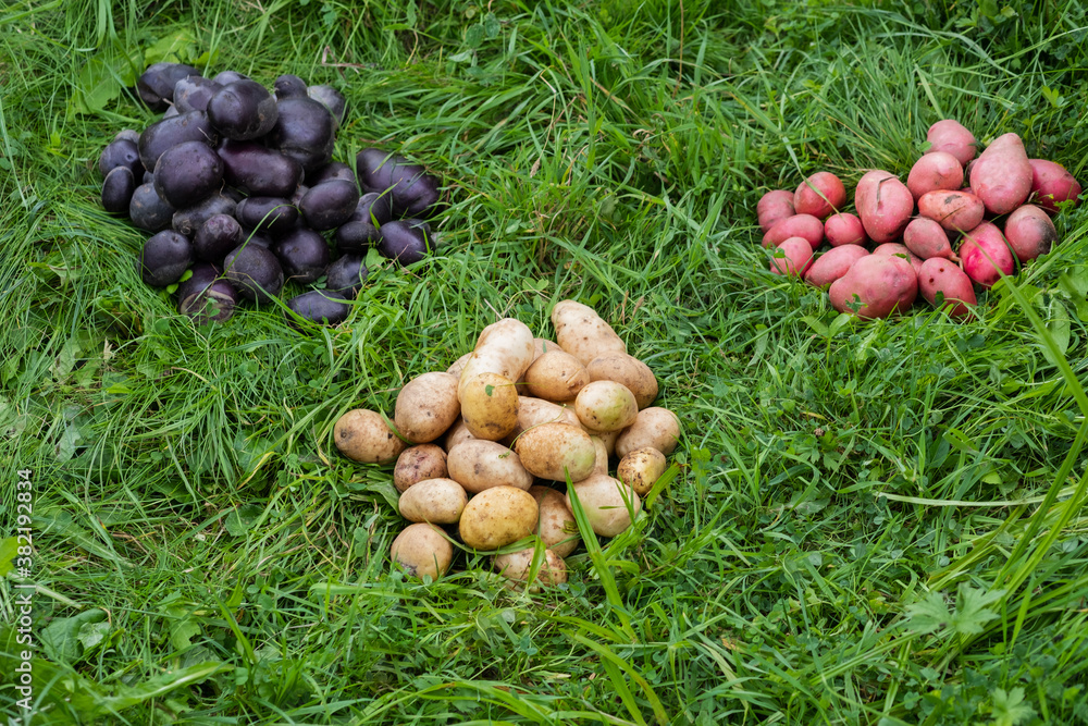 Harvested potato tubers lying on green grass. Harvested potato tubers lying on green grass.