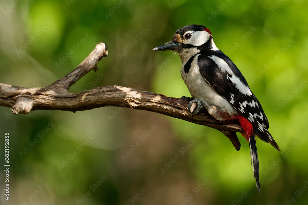 Naklejka premium Buntspecht maennlich