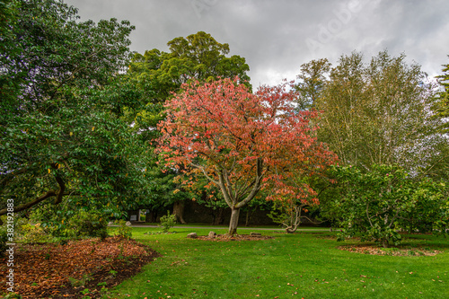 Woodland walk with green and red foliage