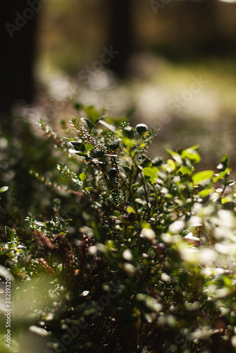 Bush of blueberries in the forest 