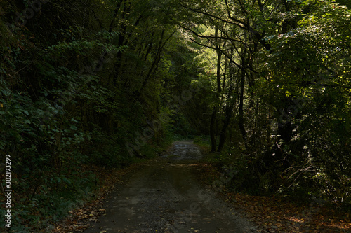 dirt road on a steep slope in a wooded mountainous area