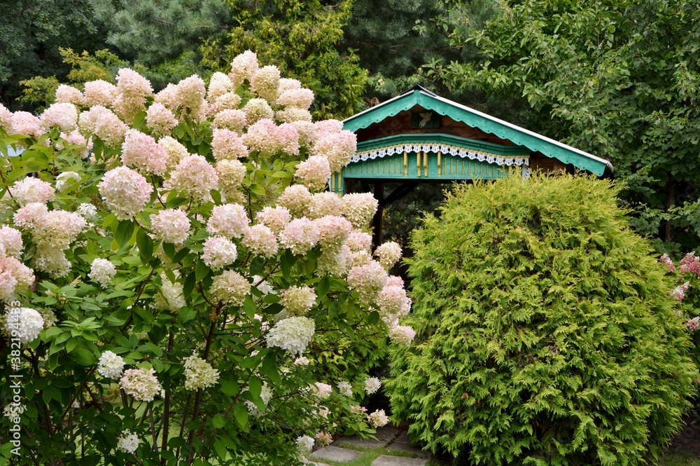 Stunning lush bush of pink with white hydrangea on the background of the garden Stunning lush bush of pink with white hydrangea on the background of the garden