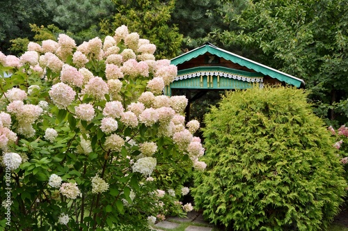 Stunning lush bush of pink with white hydrangea on the background of the garden