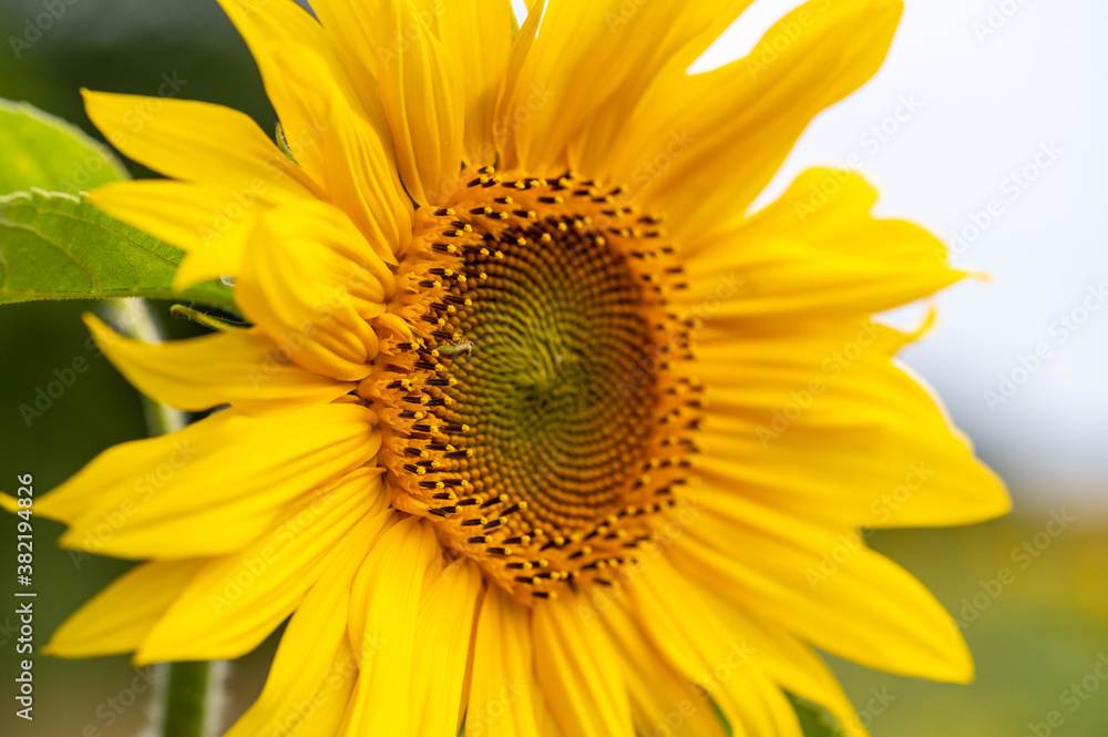 Environmental conservation with a field of wild sunflowers Environmental conservation with a field of wild sunflowers