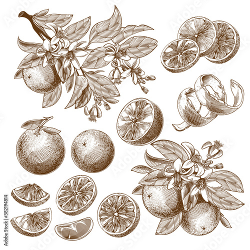 Vector illustration of orange fruit, blooming flowers, leaves and branches vintage monochrome drawing, engraving graphic, retro style tattoo. Slice, whole and half citrus isolated on white background.
