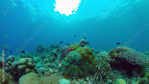 Tropical sea and coral reef. Underwater Fish and Coral Garden. Underwater sea fish. Tropical reef marine. Colourful underwater seascape. Panglao, Bohol, Philippines. © Alex Traveler