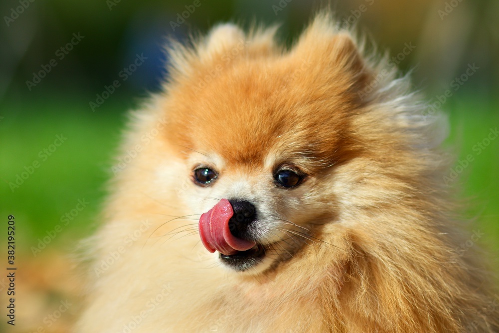 Close up portrait of hungry cute Pomeranian spitz dog licking lips with tongue out of mouth Close up portrait of hungry cute Pomeranian spitz dog licking lips with tongue out of mouth