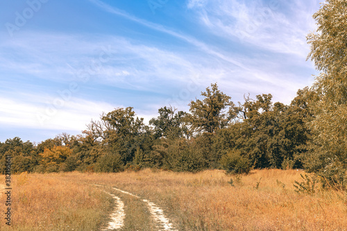 Road through a field with dry grass