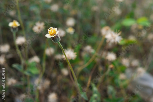 bee on a flower