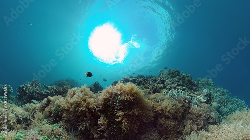 Tropical fishes and coral reef, underwater footage. Seascape under water. Panglao, Bohol, Philippines. © Alex Traveler