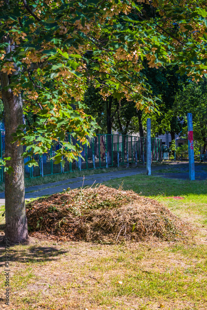 Naklejka premium A pile of drying and dying grass in the garden. A pile of harvested yellow grass under a maple tree in early autumn
