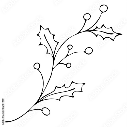 holly sprig with berries, doodle style vector element, coloring book, christmas symbol