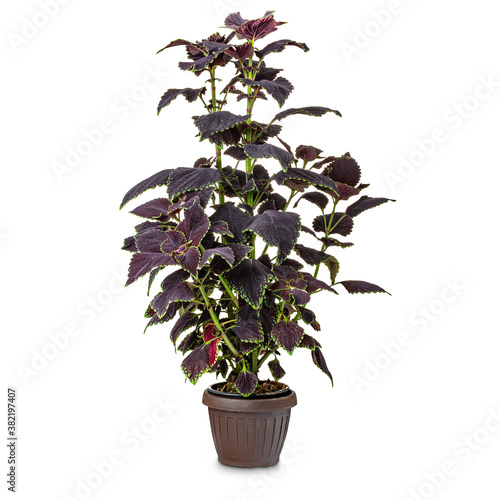 Leaves of the plant Coleus photo