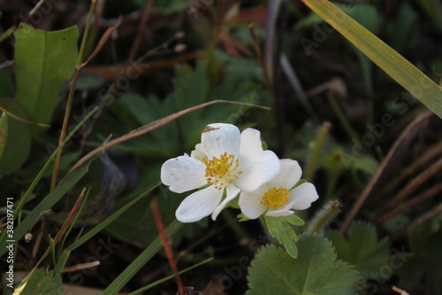 Image of white anemone flowers. A bunch of white flowers. 