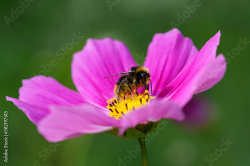 Bee on a pink flower close-up