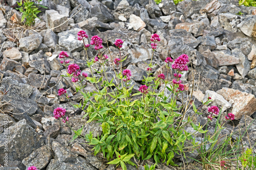 Red valerian (Centranthus ruber) growing on the ramparts of Worlebury, an Iron Age hillfort in Somerset, UK photo