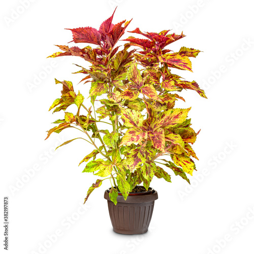 Nice coleus plant photo