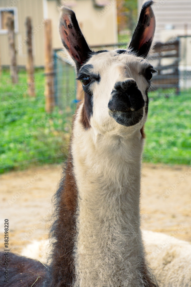 Obraz premium A lama observing the photography with a mixture of contempt, curiosity, and mistrust.