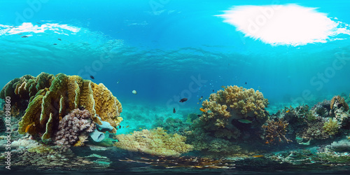 Tropical fishes and coral reef underwater. 360VR foto. Hard and soft corals, underwater landscape. Travel vacation concept © Alex Traveler