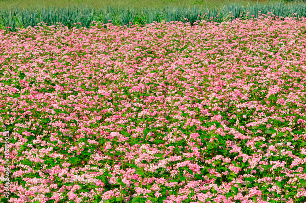 アカソバの花 アカソバの花