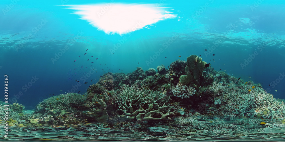 Coral reef underwater with fishes and marine life. Coral reef and tropical fish. Panglao, Philippines. 360VR foto.