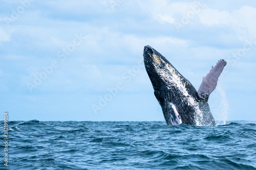 Breaching Humpback whale with pink fins out of the water ready to submerge in the ocean