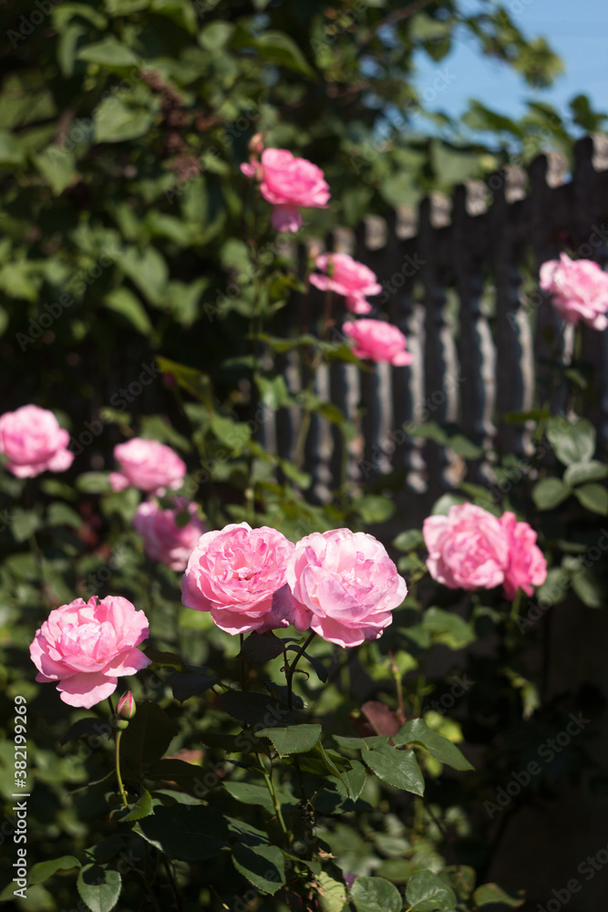 Delicate pink roses bloom on the bush against the background of the fence. Growing plants and flowers at home Delicate pink roses bloom on the bush against the background of the fence. Growing plants and flowers at home