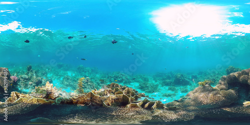 Tropical coral reef 360VR. Underwater fishes and corals. Panglao, Philippines. © Alex Traveler