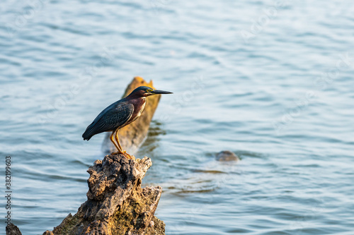 Butorides virescens perched on a wood in Catemaco lake in Mexico / Bird photography of Green-backed heron