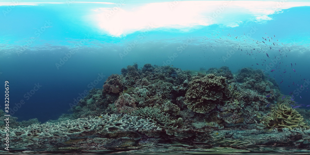 Underwater fish reef marine 360VR. Tropical colorful underwater seascape with coral reef. Panglao, Philippines.