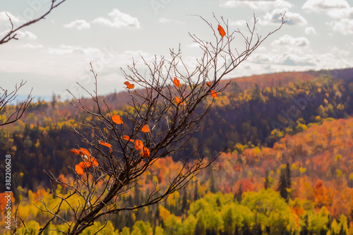 Fall season with orange leaves