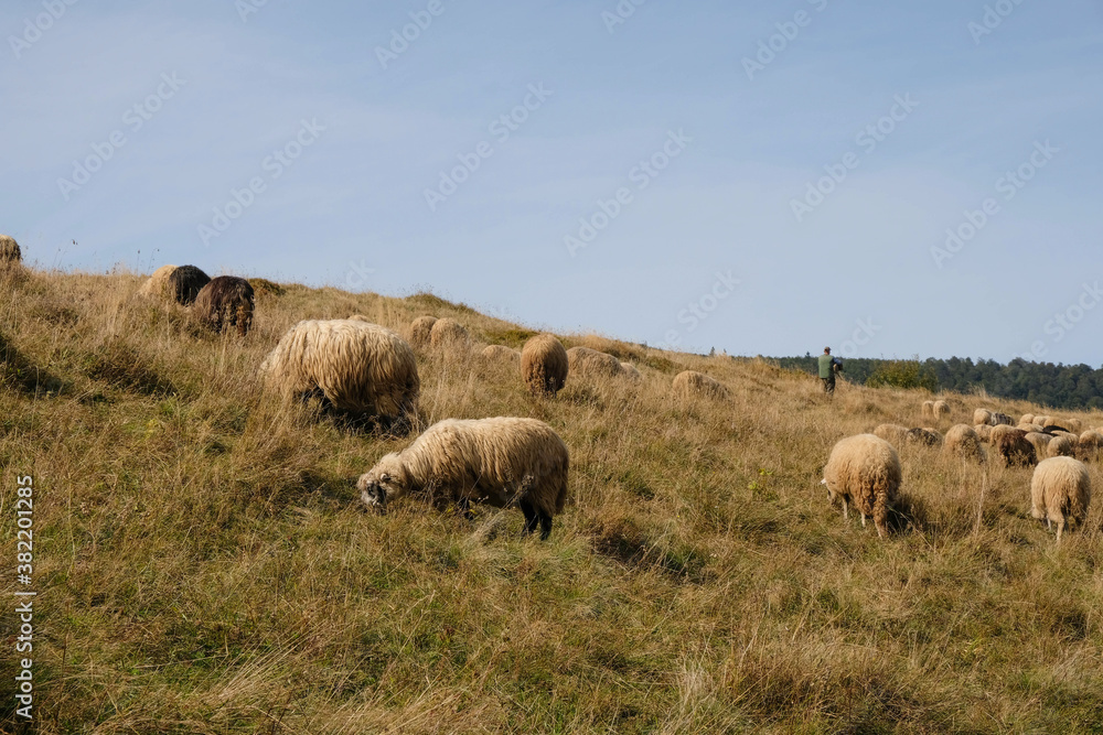 Sheep and shepherd in the mountains on a sunny autumn day. Sheep breeding concept. Polonyna Bilyn, Svydovets ridge, Carpathians, Ukraine. Sheep and shepherd in the mountains on a sunny autumn day. Sheep breeding concept. Polonyna Bilyn, Svydovets ridge, Carpathians, Ukraine.