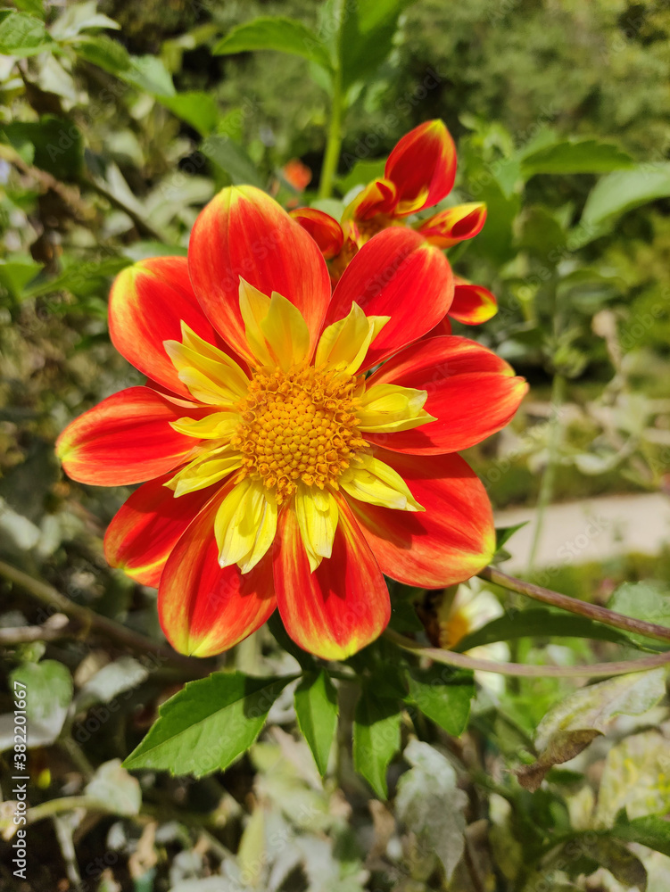 orange and yellow flower. Dahlia Fashion Monger orange and yellow flower. Dahlia Fashion Monger