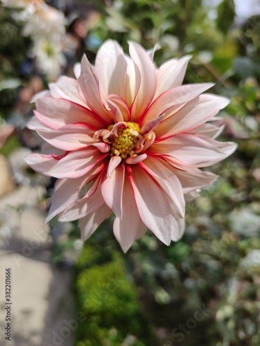 White and pink flower in a garden. Dahlia Holland Festival. 