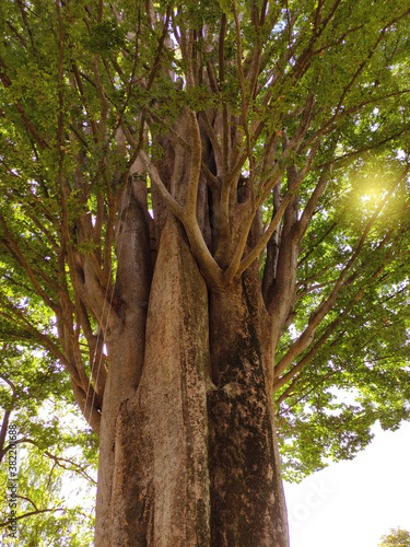 centennial tree in a sunny garden