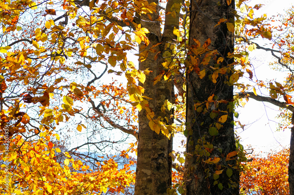 Fototapeta premium 黄葉