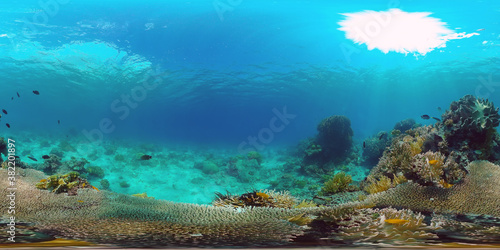 360VR Foto: Beautiful underwater world with coral reef and tropical fishes. Panglao, Philippines. Travel vacation concept