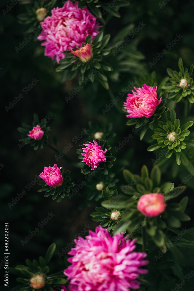 pink flowers in the garden pink flowers in the garden