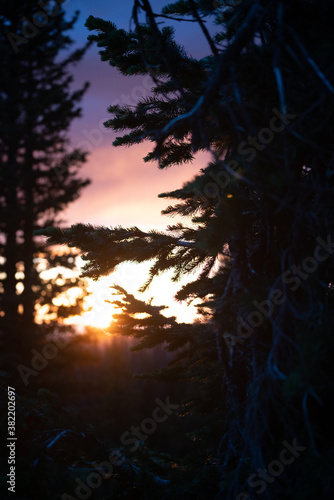 Sunset through the trees in medicine bow mountain