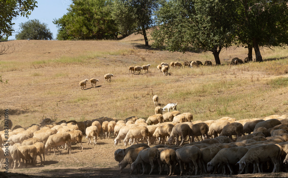 Obraz premium A herd of goats and sheep. Animals graze in the meadow. Pastures of Europe.