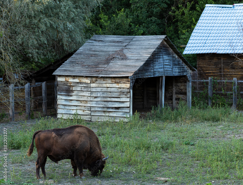 European bison (Bison bonasus), also known as the wisent. The existence of an animal in the reserve. European bison (Bison bonasus), also known as the wisent. The existence of an animal in the reserve.