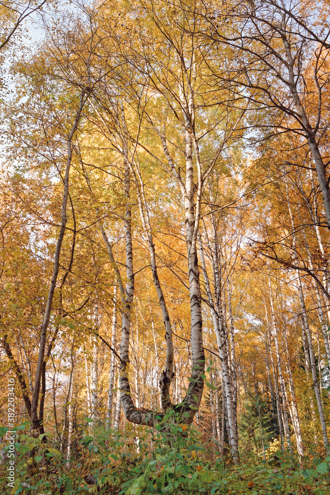 A birch tree with ornate branches and yellowed foliage is in the autumn forest. Autumn concept outdoors. Natural background.