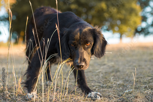 German hunting watchdog drathaar  Beautiful dog portrait on the hunt.