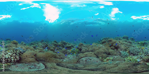 Fototapeta Naklejka Na Ścianę i Meble -  Tropical fishes and coral reef at diving. Beautiful underwater world with corals and fish. Panglao, Philippines. 360 VR foto.