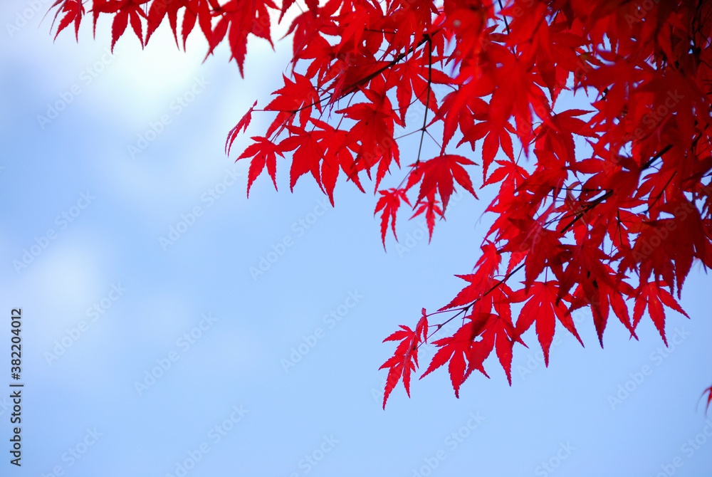 紅葉 紅葉