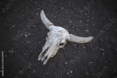 Bull Skulls in Taman Nasional Baluran, Indonesia