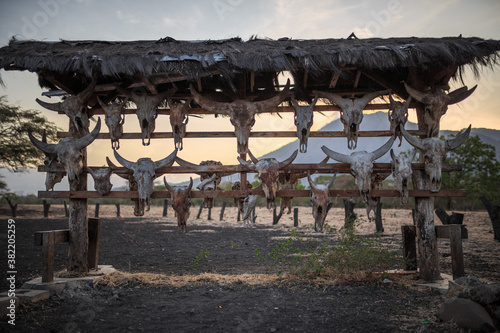 Bull Skulls in Taman Nasional Baluran, Indonesia photo