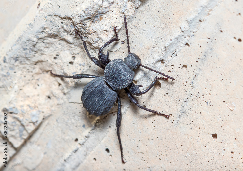 Scaurus rugulosus beetle climbing a concrete wall on a sunny day Scaurus rugulosus beetle climbing a concrete wall on a sunny day