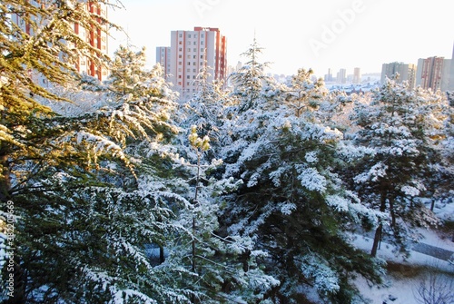 Panoramic view of tall spruce and pine trees covered with snow in the woods against sunrise in a neighborhood with tall buildings in the beginning of January. Cayyolu Ankara Turkey